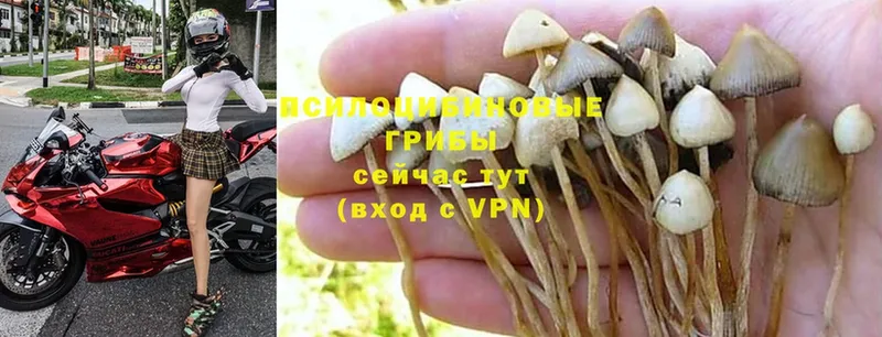 hydra зеркало  Ужур  Псилоцибиновые грибы Psilocybine cubensis 